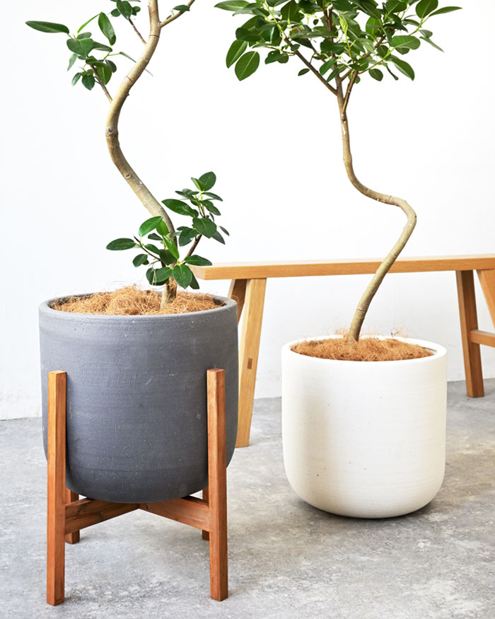 観葉植物 フランスゴムの木 フィカス・ルビギノーサ 7号鉢 陶器ポット 