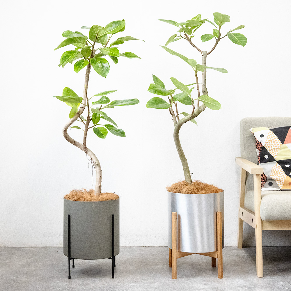 観葉植物 本物 フィカス・アルテシーマ・バリエガタ 7号鉢