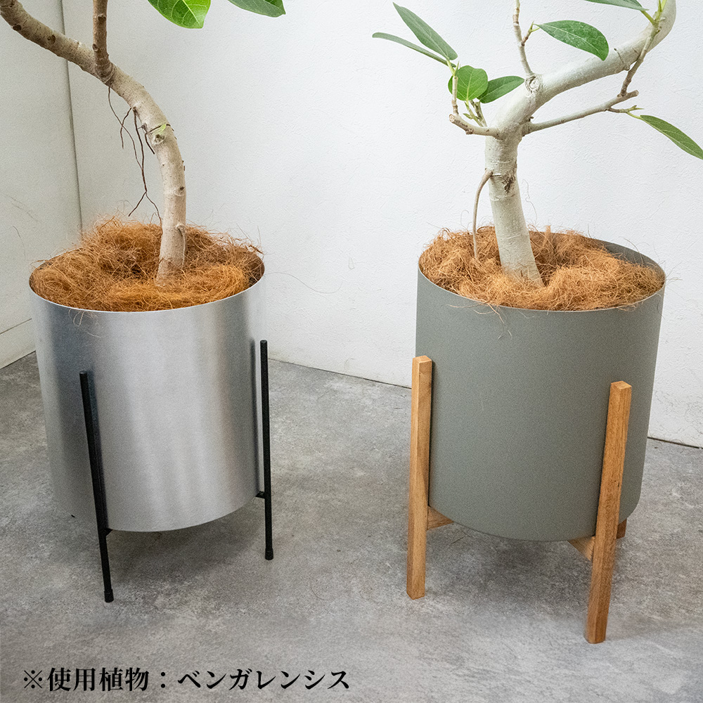 観葉植物 本物 フランスゴムの木 フィカス・ルビギノーサ 7号鉢