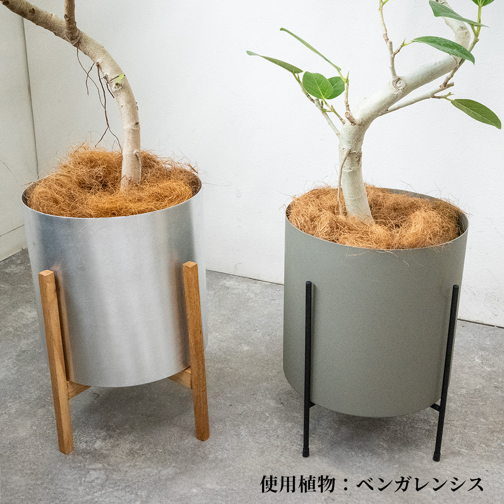 観葉植物 本物 フランスゴムの木 フィカス・ルビギノーサ 7号鉢