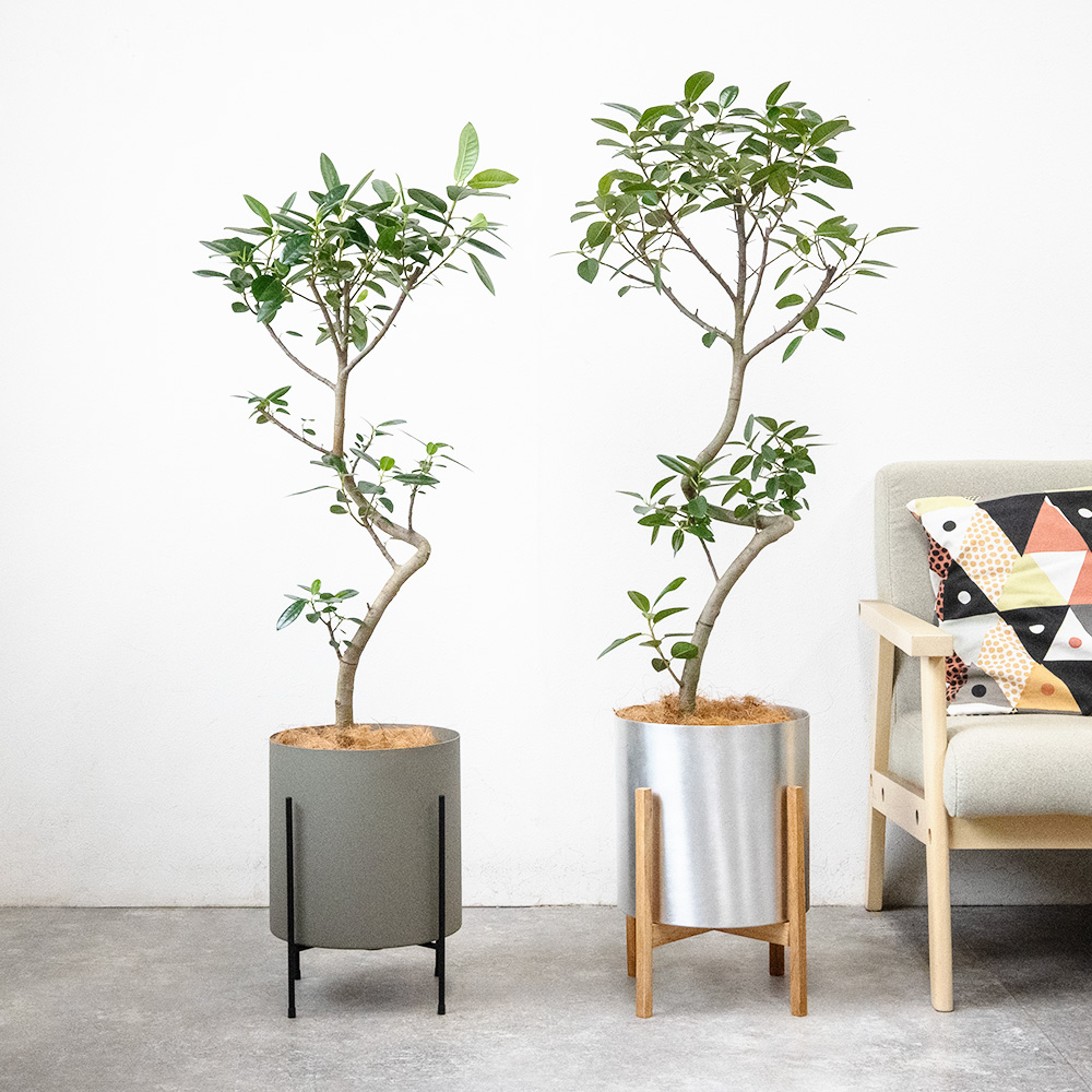 観葉植物 本物 フランスゴムの木 フィカス・ルビギノーサ 7号鉢