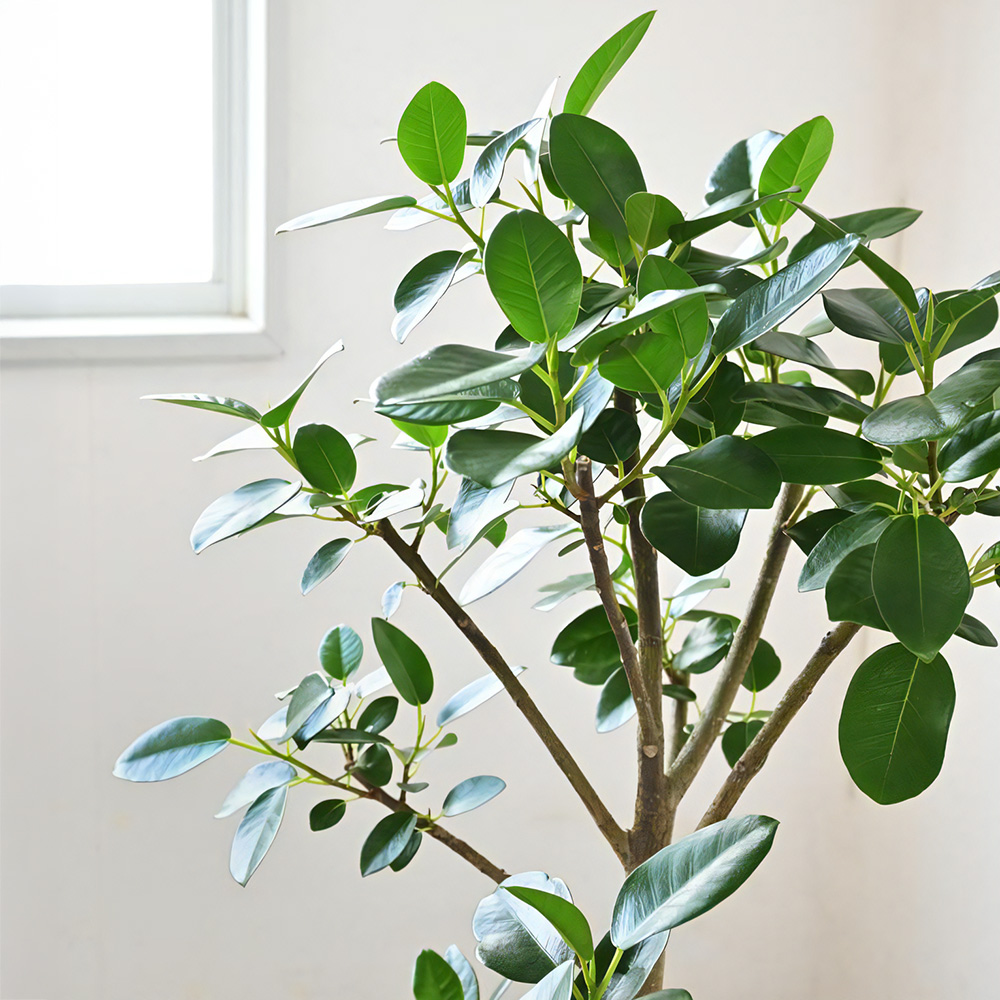 観葉植物 本物 フランスゴムの木 フィカス・ルビギノーサ 7号鉢