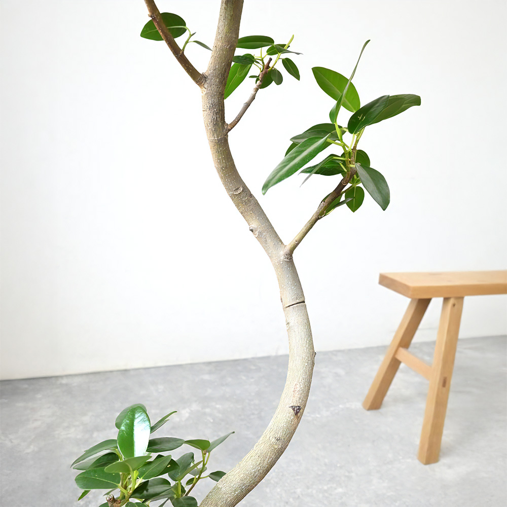観葉植物 本物 フランスゴムの木 フィカス・ルビギノーサ 7号鉢