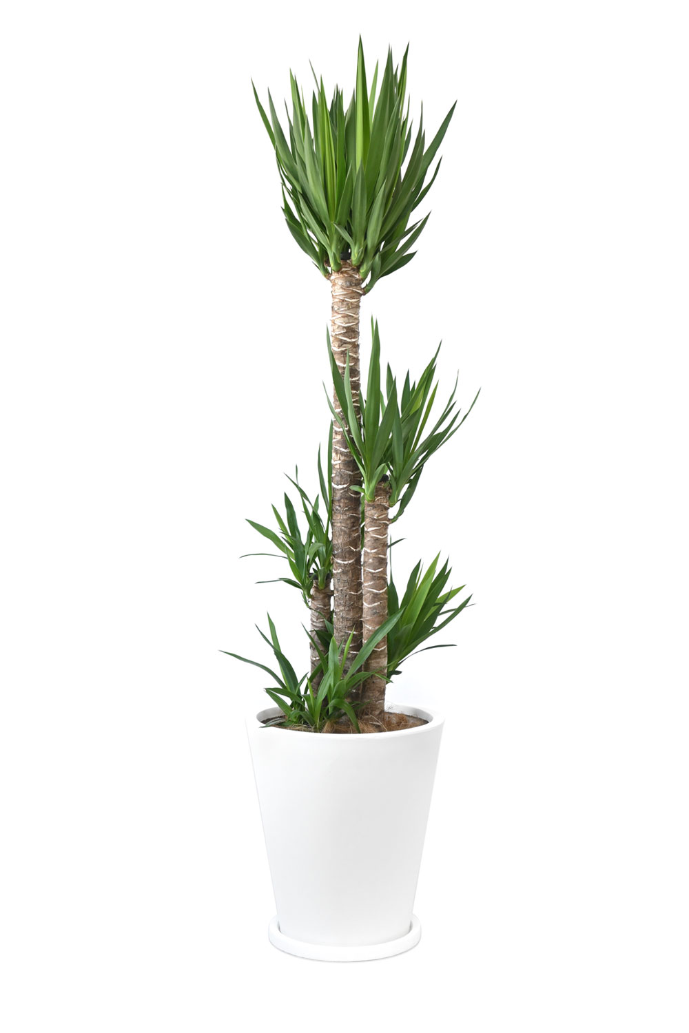観葉植物 本物 ユッカ・エレファンティペス 10号鉢 白陶器鉢カバー付き