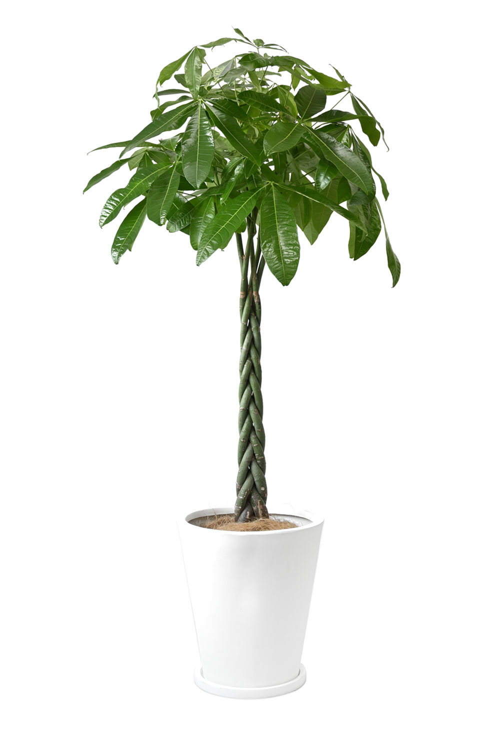 観葉植物 本物 パキラ 10号鉢 白陶器鉢カバー付き セット