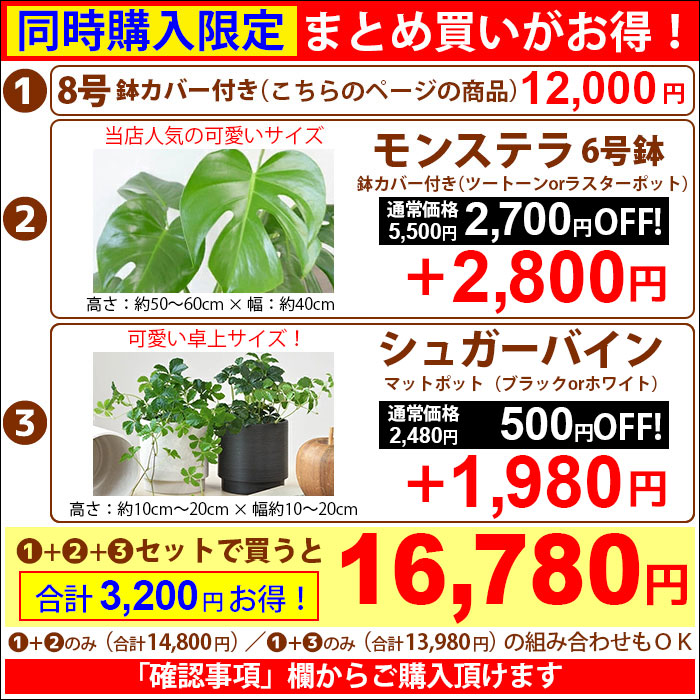 レビューを書けば送料当店負担 観葉植物 ストレリチア オーガスタ 8号