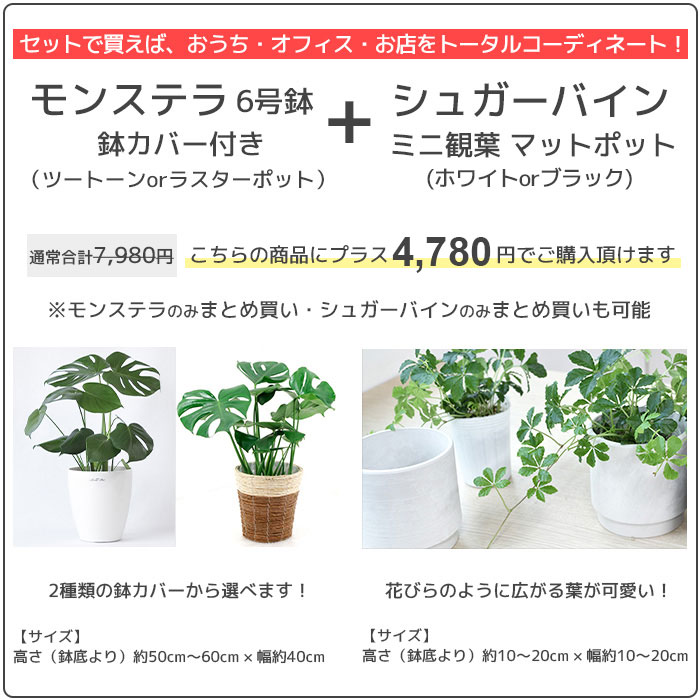 観葉植物 ポトス タワー仕立て 8号 2種類から選べる鉢カバー付 セット 大型 室内用 インテリア おしゃれ オウゴンカズラ 通販 人気  :KM070003:観葉植物の専門店 彩植健美 - 通販 - Yahoo!ショッピング