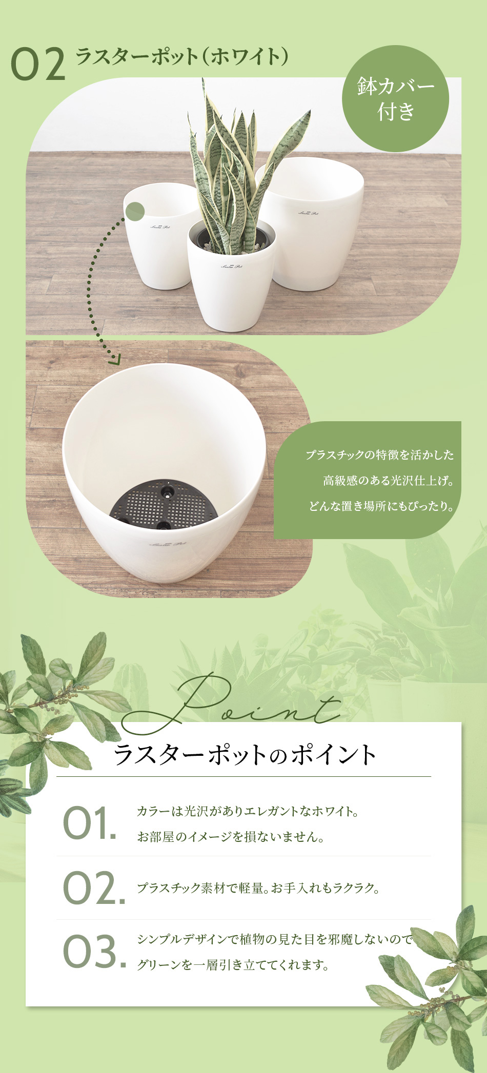 観葉植物 サンスベリア ローレンティー 8号鉢 2種類から選べる鉢カバー付 セット 大型 通販 人気 空気清浄 肉厚の葉 Km 観葉植物の専門店 彩植健美 通販 観葉植物の専門店 彩植健美観葉植物 サンスベリア ローレンティー 8号鉢 2種類から選べる鉢カバー付