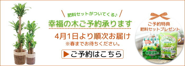 最安値挑戦 観葉植物 5種類から選べる 10号 鉢カバー付セット 幸福の木 ストレリチア オーガスタ ユッカ エレファンティペス ホンコンカポック フィカスロブスター 母の日 最適な材料 Www Simon Page Com