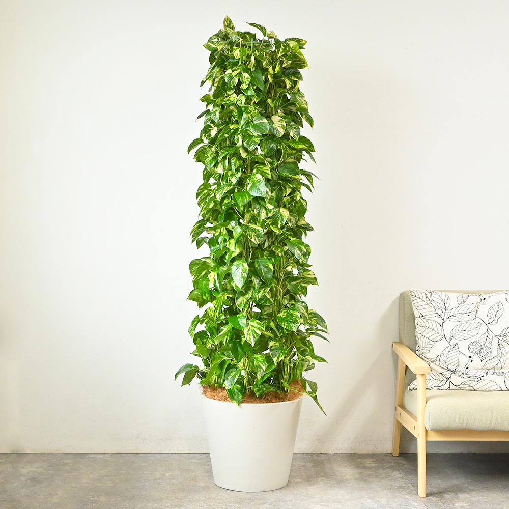 観葉植物 本物 ポトス 10号鉢（タワー仕立て）ポリストーン鉢カバー