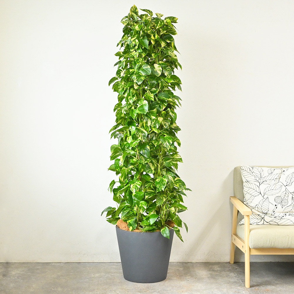 観葉植物 本物 ポトス 10号鉢（タワー仕立て）ポリストーン鉢カバー