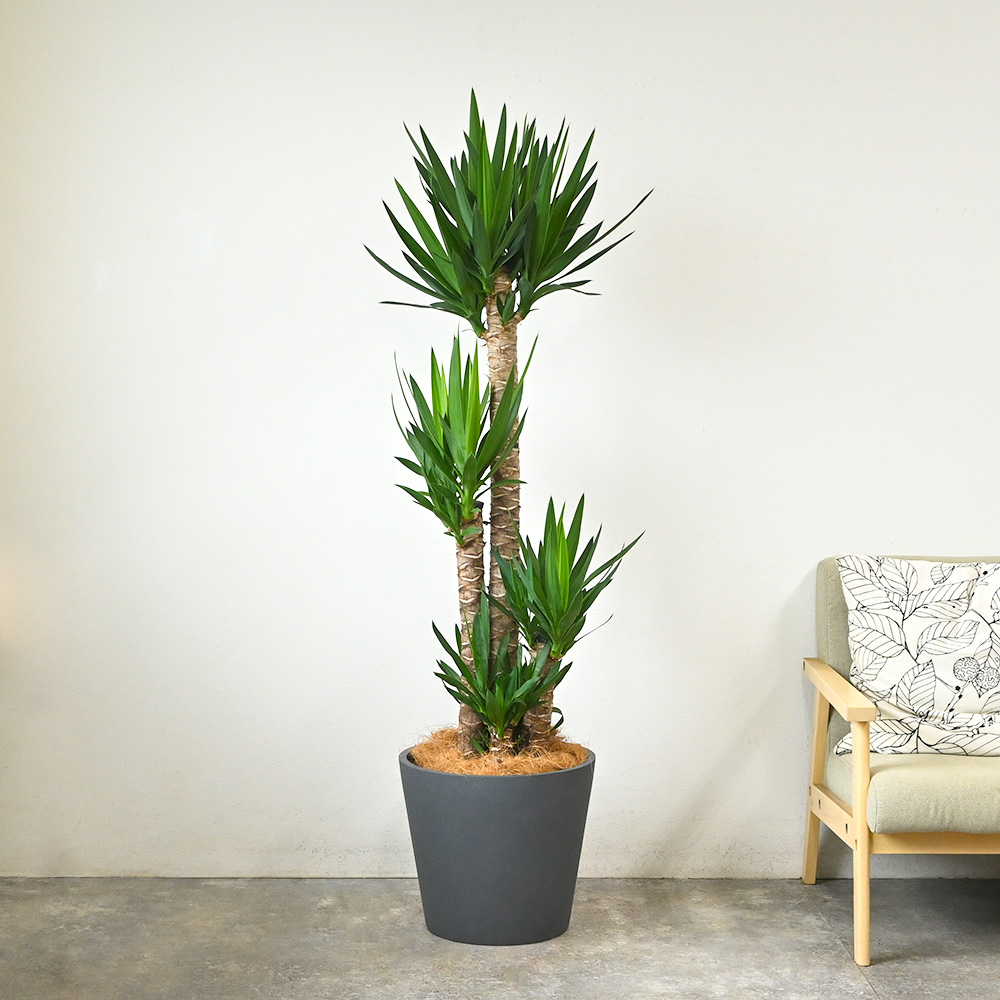 観葉植物 本物 ユッカ・エレファンティペス 10号鉢 ポリストーン鉢