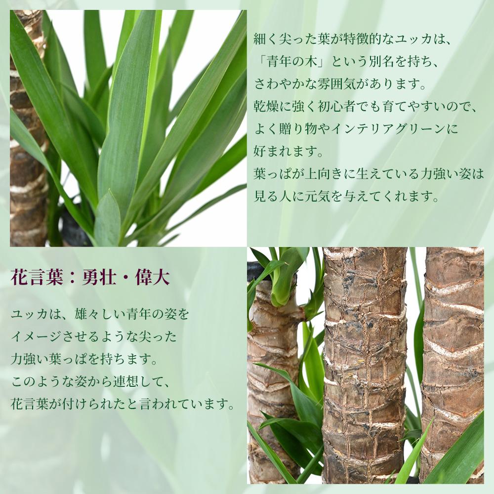 観葉植物 本物 ユッカ・エレファンティペス 10号鉢 ポリストーン鉢