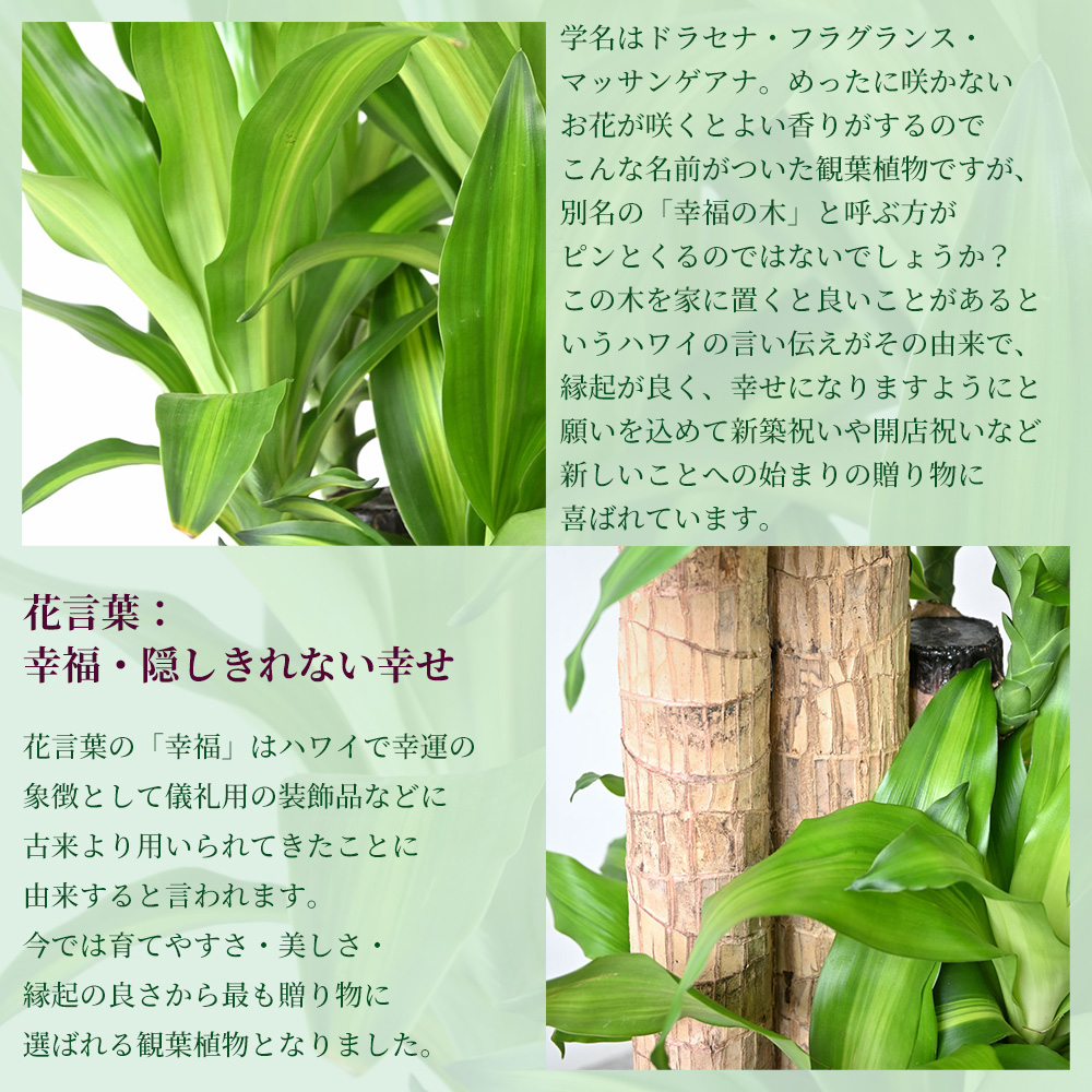 観葉植物 本物 ドラセナ・マッサンゲアナ（幸福の木） 10号鉢 ポリ