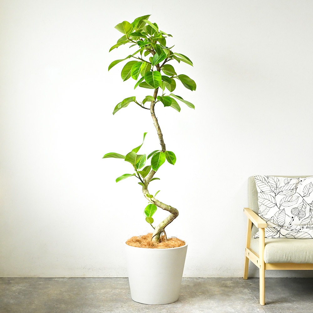 観葉植物 本物 フィカス・アルテシーマ・バリエガタ 曲がり樹形 10号鉢