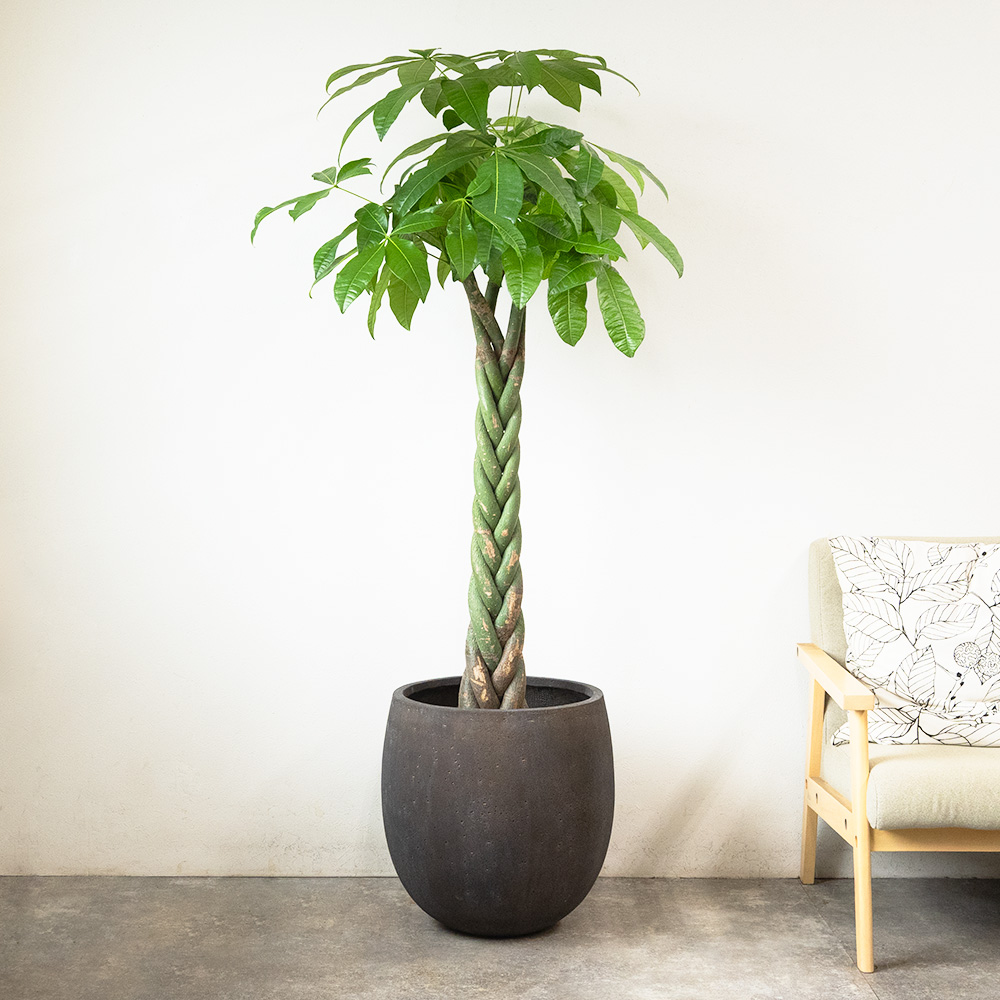 観葉植物 本物 パキラ 10号鉢 ファイバーストーン(陶器)鉢カバー付き