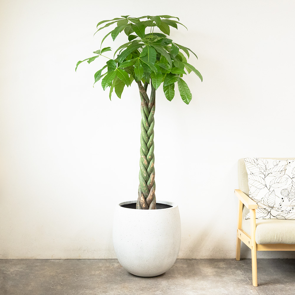 パキラ ミルキーウェイ ファイバー鉢 お皿付き 観葉植物 本物 パキラ 10号鉢 ファイバーストーン(陶器)鉢カバー付き