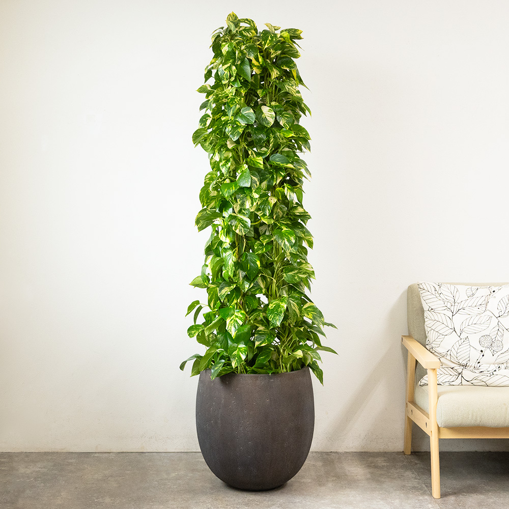 観葉植物 本物 ポトス 10号鉢（タワー仕立て）ファイバーストーン(陶器