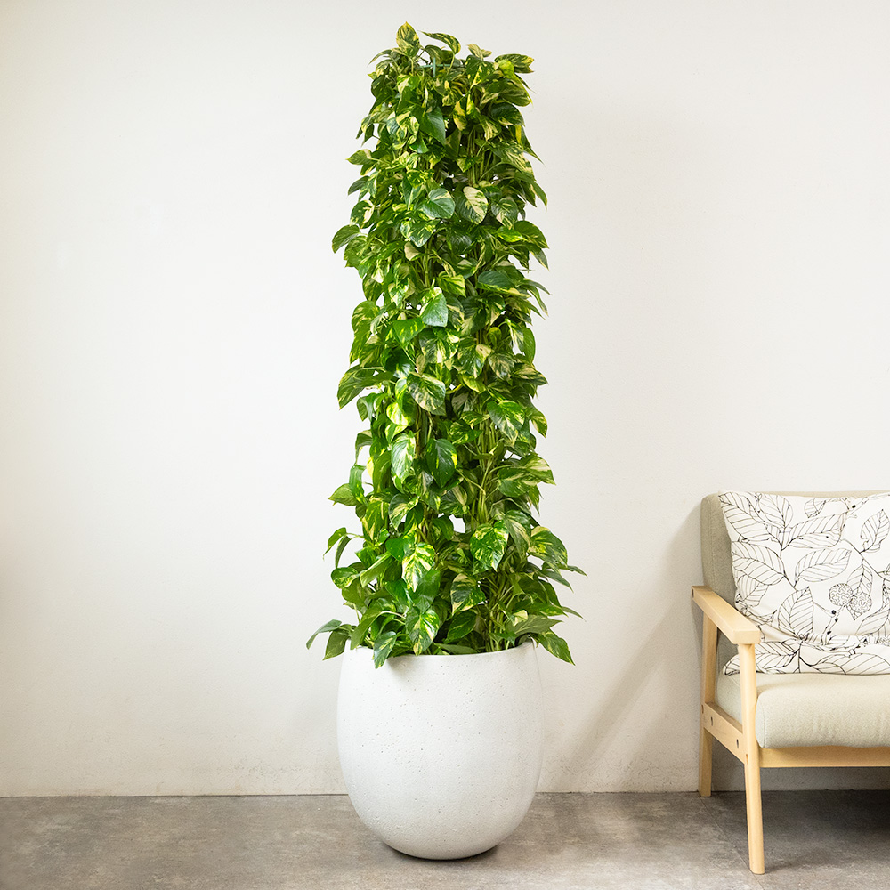 観葉植物 本物 ポトス 10号鉢（タワー仕立て）ファイバーストーン(陶器