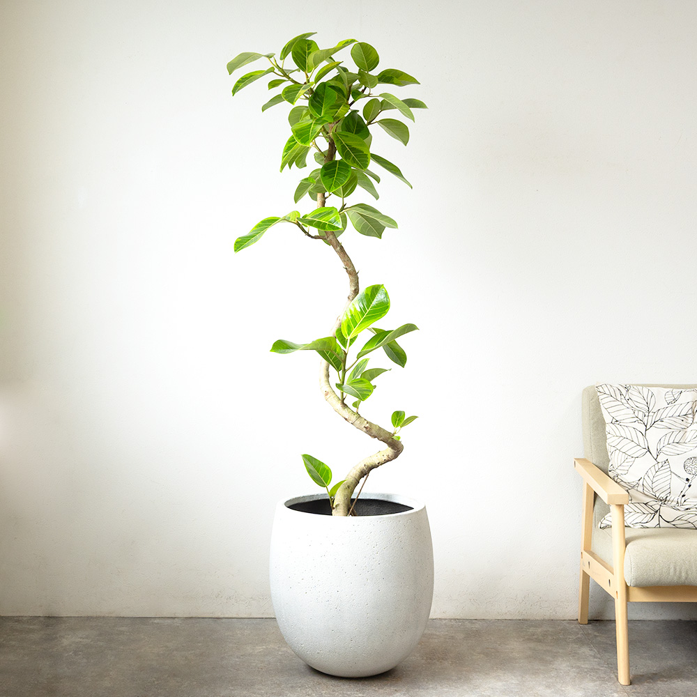 観葉植物 本物 フィカス・アルテシーマ・バリエガタ 曲がり樹形 10号鉢