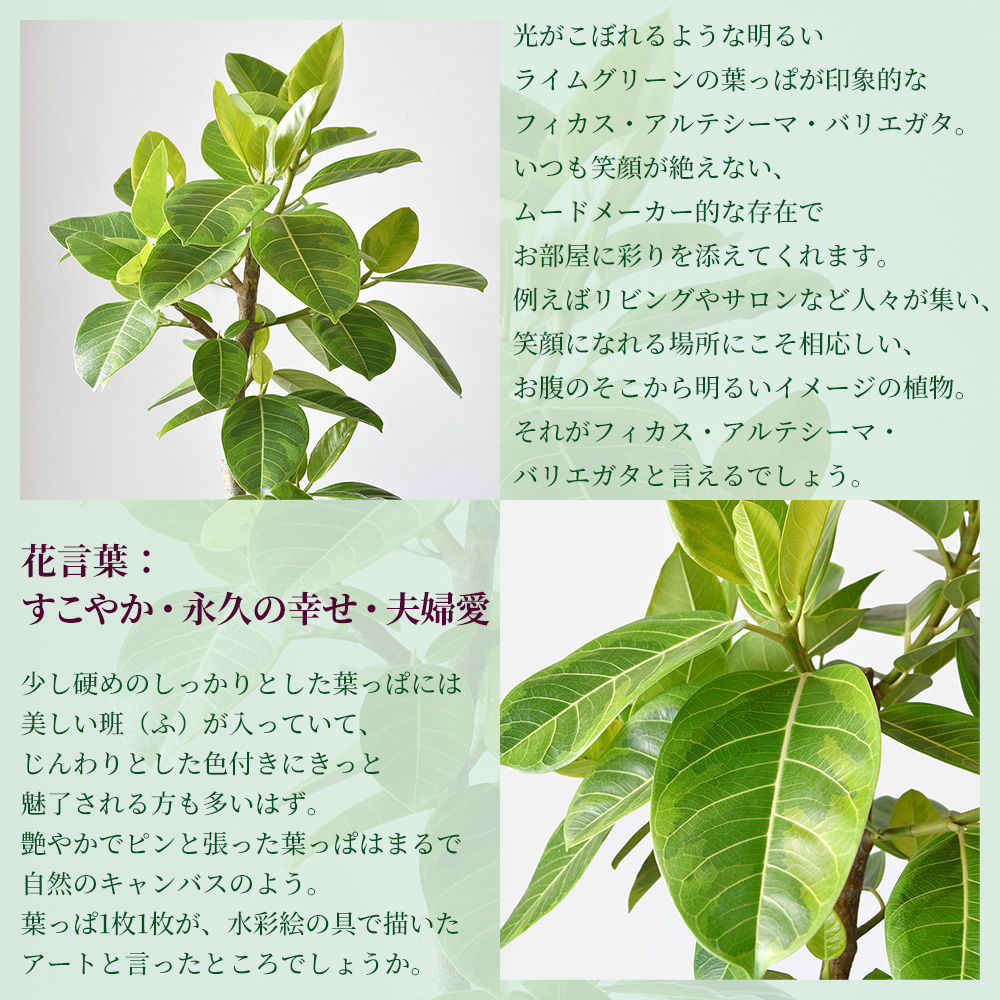 観葉植物 本物 フィカス・アルテシーマ・バリエガタ 曲がり樹形 10号鉢