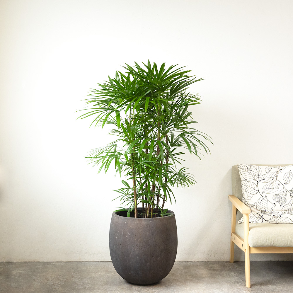 観葉植物 本物 シュロチク 棕櫚竹 10号鉢 ファイバーストーン(陶器)鉢
