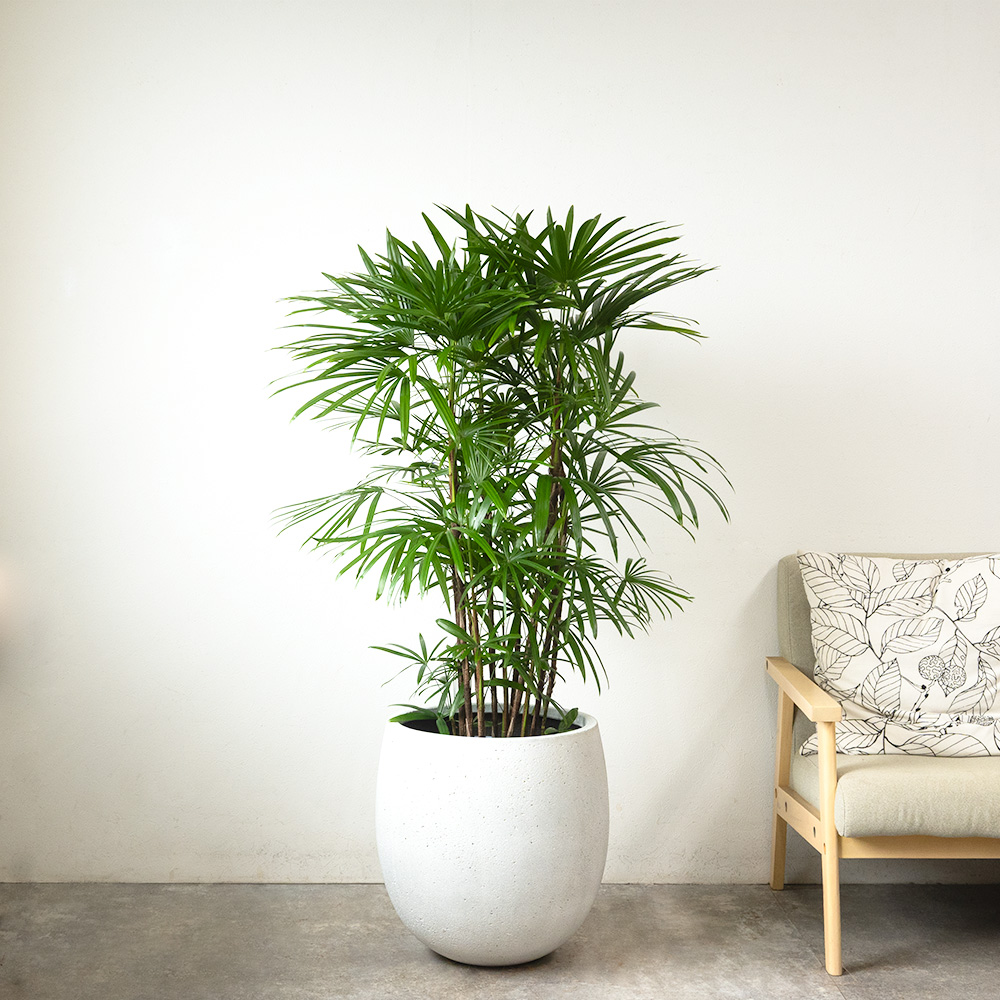 観葉植物 本物 シュロチク 棕櫚竹 10号鉢 ファイバーストーン(陶器)鉢