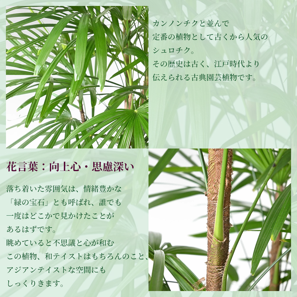 観葉植物 本物 シュロチク 棕櫚竹 10号鉢 ファイバーストーン(陶器)鉢