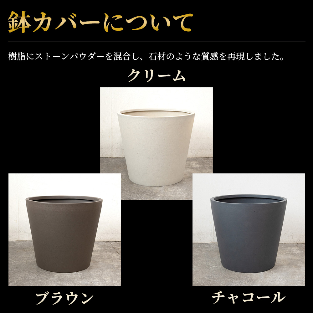 観葉植物 本物 ユッカ・エレファンティペス 10号鉢 ポリストーン鉢