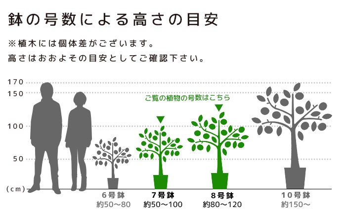 観葉植物の専門店 彩植健美 - M・〜150ｃｍ（フロアサイズ）｜Yahoo