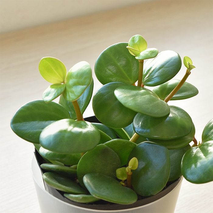 最大00円引クーポン配布中 選べる ミニ 観葉植物 4デザイン2カラーポット ホワイト グレー ガジュマル ポトス サンスベリア シュガーバイン Mn0002 観葉植物の専門店 彩植健美 通販 Yahoo ショッピング