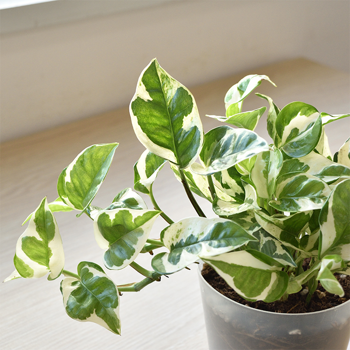 最大00円引クーポン配布中 選べる ミニ 観葉植物 4デザイン2カラーポット ホワイト グレー ガジュマル ポトス サンスベリア シュガーバイン Mn0002 観葉植物の専門店 彩植健美 通販 Yahoo ショッピング