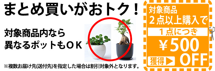 おとくなクーポン配布中