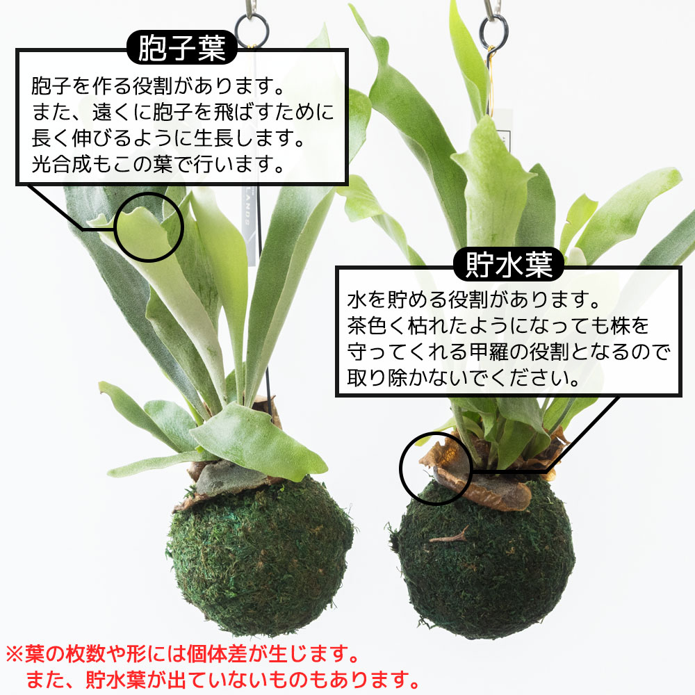 まとめ買い割引クーポン配布中】ミニ 観葉植物 本物 コウモリラン プラティセリウム・ネザーランド 苔玉 人気 卓上 小さい 小さめ 小型 窓  壁掛けタイプ : mn030028 : 観葉植物の専門店 彩植健美 - 通販 - Yahoo!ショッピング