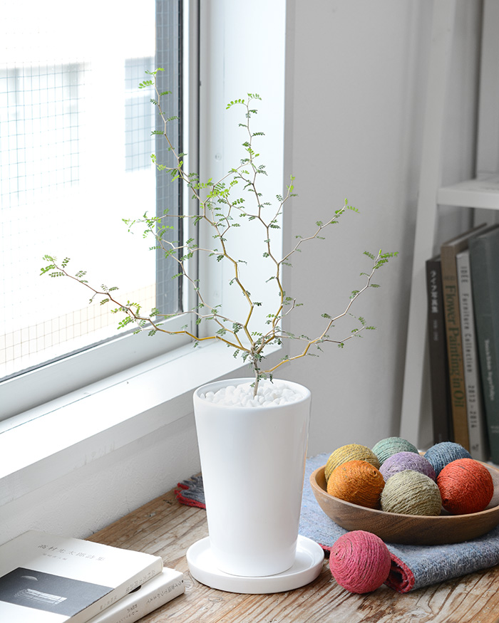 ミニ 観葉植物 本物 ソフォラ・ミクロフィラ ロングポット ホワイト