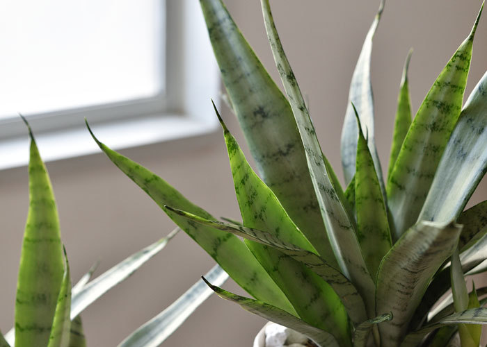 ミニ 観葉植物 本物 希少 サンスベリア・シルバープリンセス