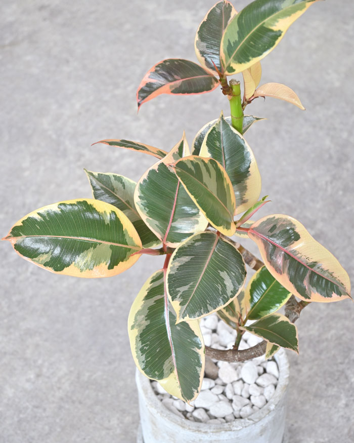 観葉植物 本物 フィカス・エラスティカ・ティネケ セメント