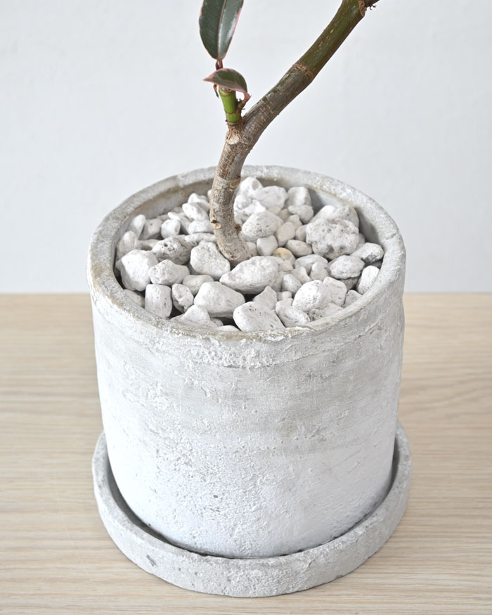 のらぽん　フィカス　ティーダ　植物　インテリア のらぽん様専用 フィカス ティーダ 植物 インテリア
