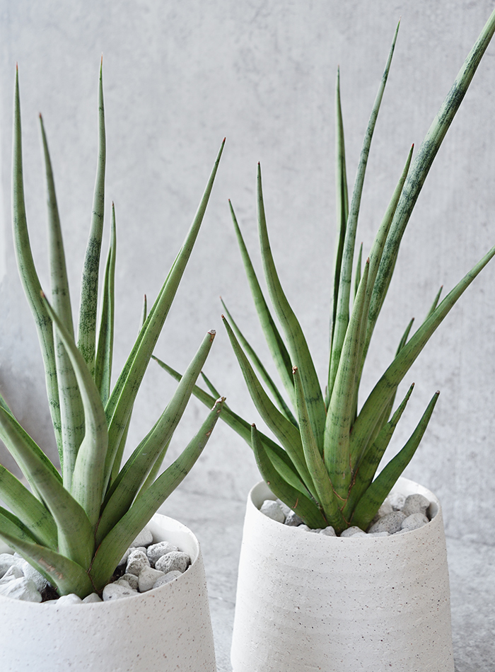 ミニ 観葉植物 本物 希少 サンスベリア・グラシリス 白陶器