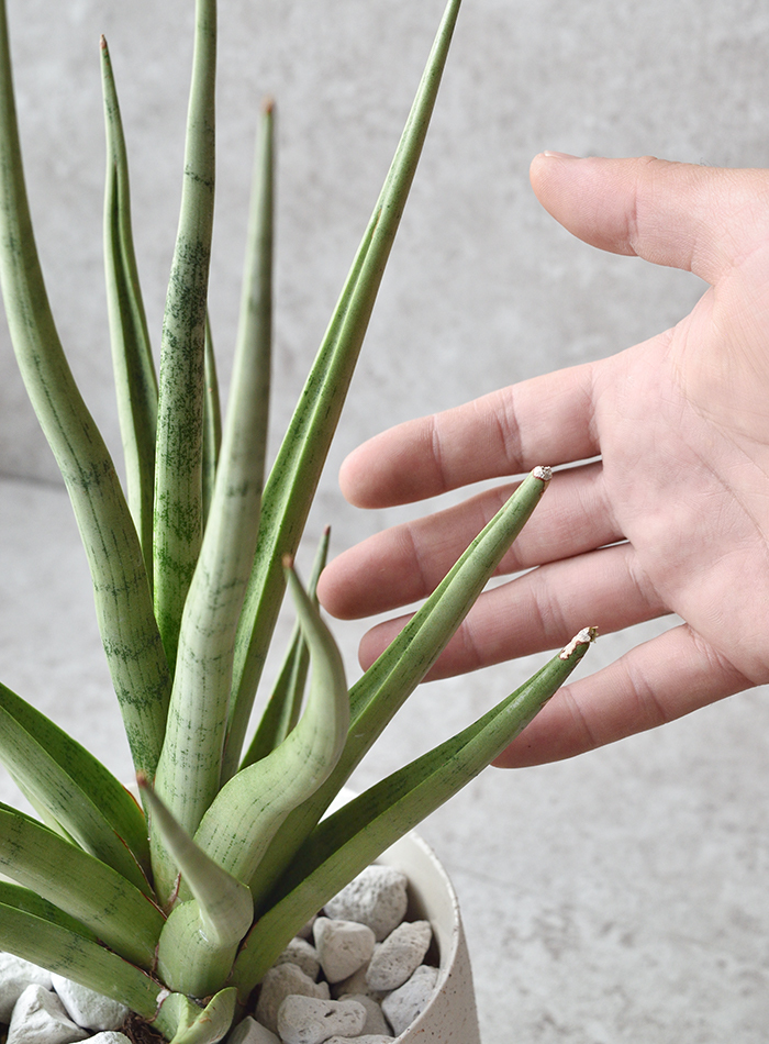 ミニ 観葉植物 本物 希少 サンスベリア・グラシリス 白陶器 ミニ 観葉植物 本物 希少 サンスベリア・グラシリス 白陶器