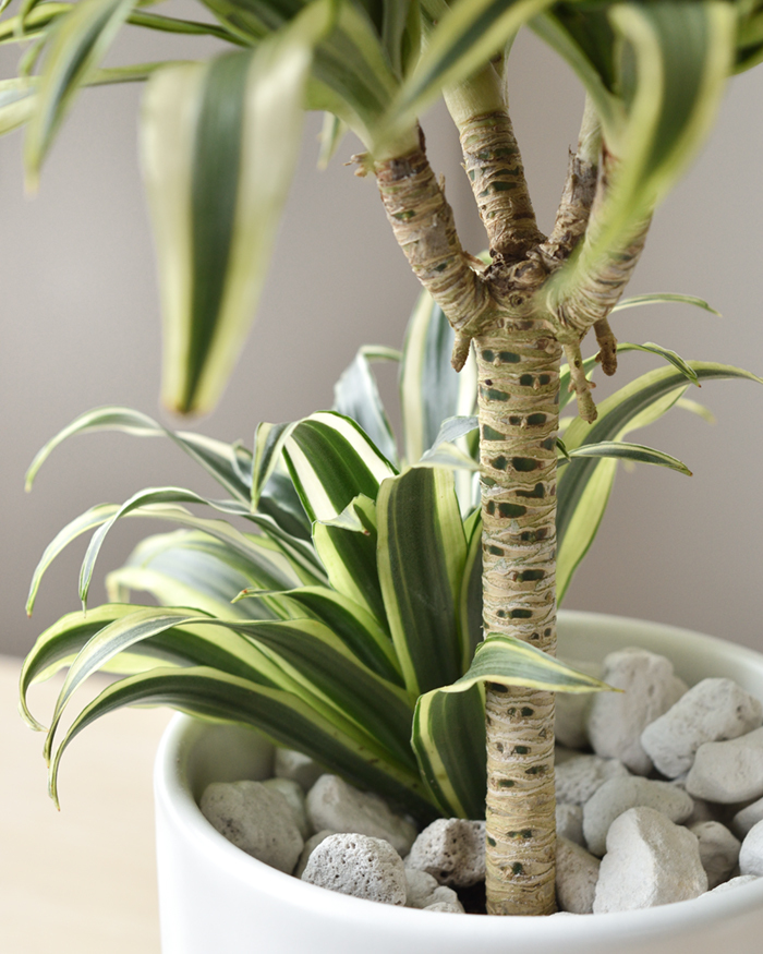 楽天市場】観葉植物 ドラセナ・ナビ― / 8寸・約W70cm×H130
