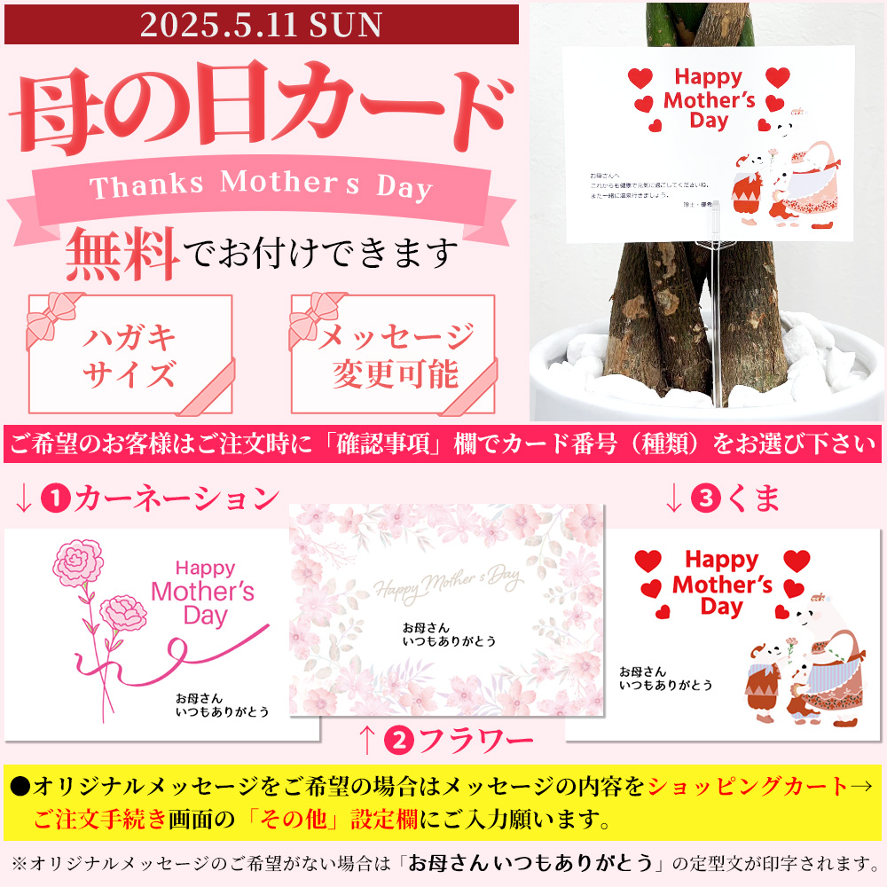観葉植物 本物 フィカス ウンベラータ セラアート鉢 6号鉢 大型 室内用 インテリア おしゃれ 開店祝い お祝い 新築祝い ブラック ホワイト セラート鉢 母の日 |  | 04