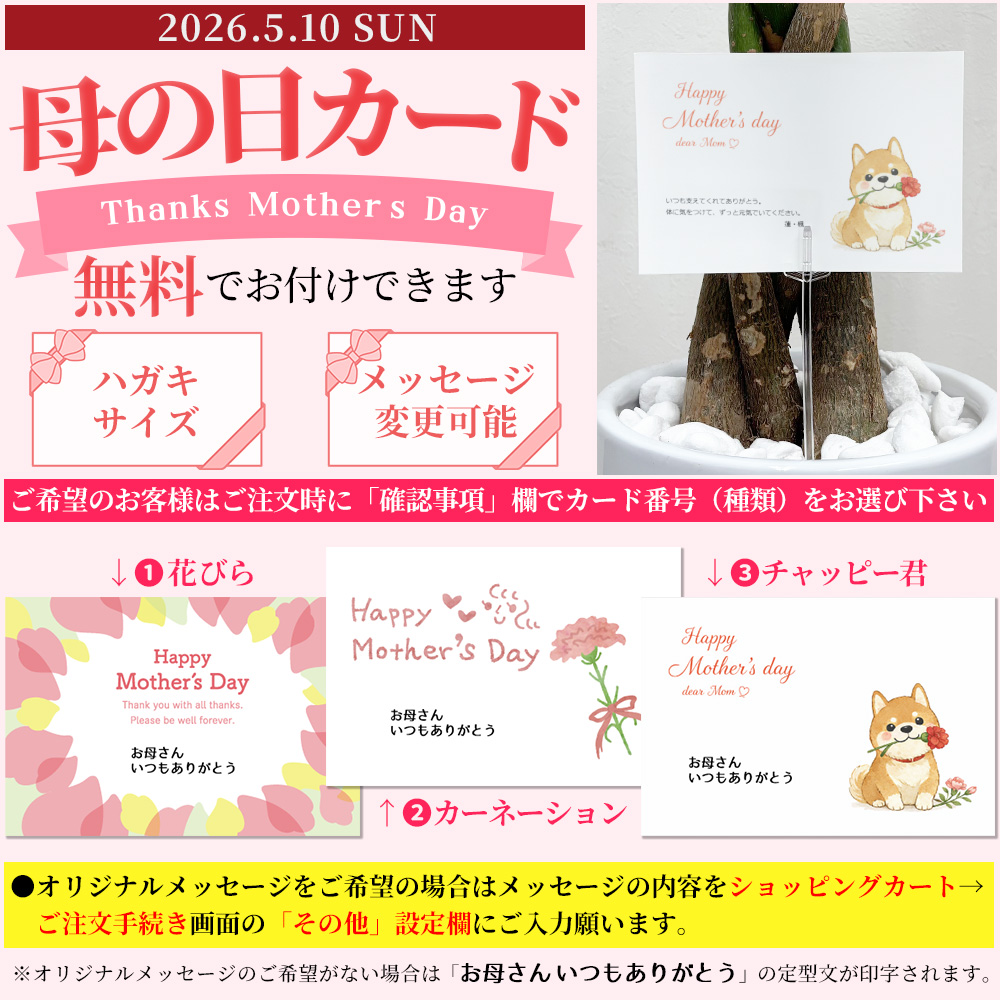観葉植物 本物 アレカヤシ 10号鉢 白陶器鉢カバー付き セット