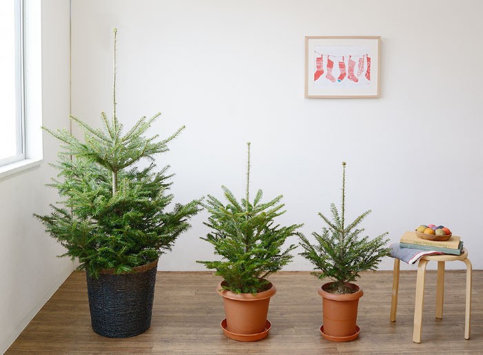 観葉植物の専門店 彩植健美 - もみの木・クリスマスツリーにおすすめ