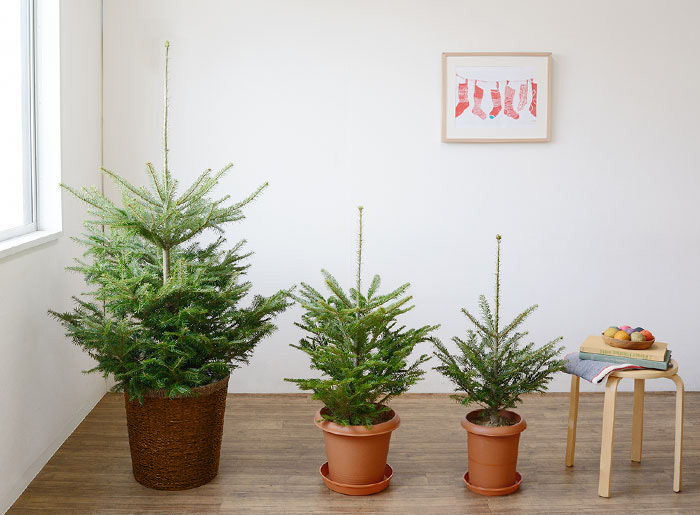 本物のもみの木100cm〜 10号輪鉢 クリスマスツリー用・モミの木 鉢植え