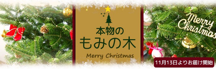 観葉植物の専門店 彩植健美 - もみの木・クリスマスツリーにおすすめ