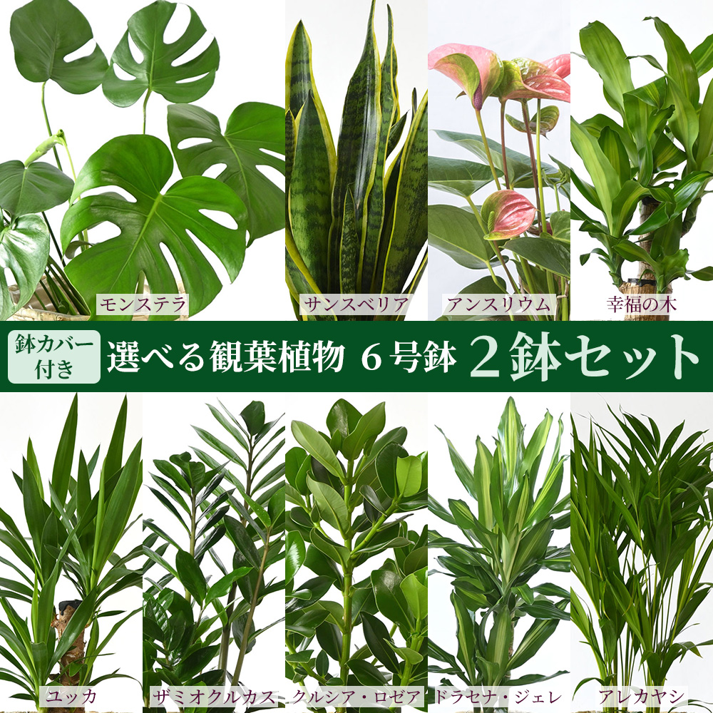観葉植物 本物 2鉢セット 6号+6号鉢 鉢カバー付き 種類 選べる 中型