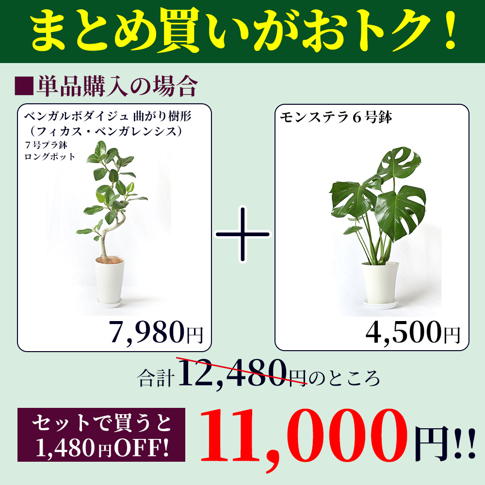 観葉植物 本物 2鉢セット ベンガルボダイジュ（フィカス