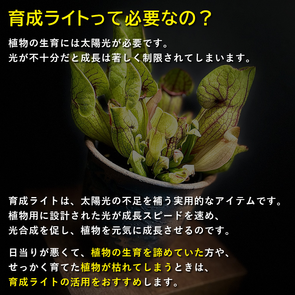 観葉植物 本物 選べる 6号鉢＋観葉植物用育成ライト 鉢カバー