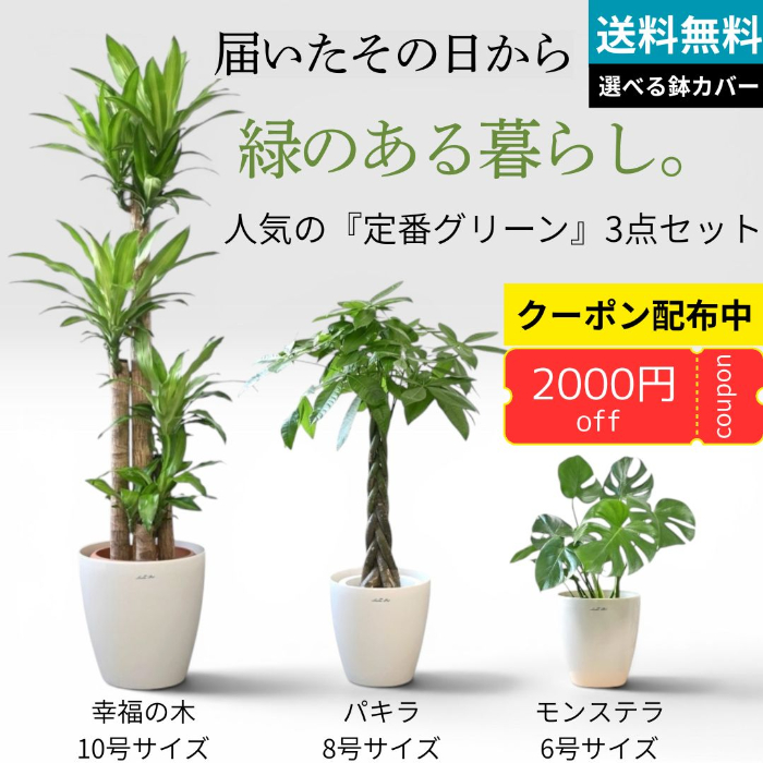モンステラ 観葉植物　10号　※愛知まで取り来れる方限定 置くだけでプロ仕様！ 観葉植物 3種セット（10号・8号・6号） 幸福の木